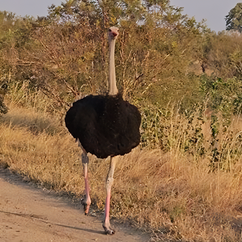 An ostrich on an African safari running past the camera.