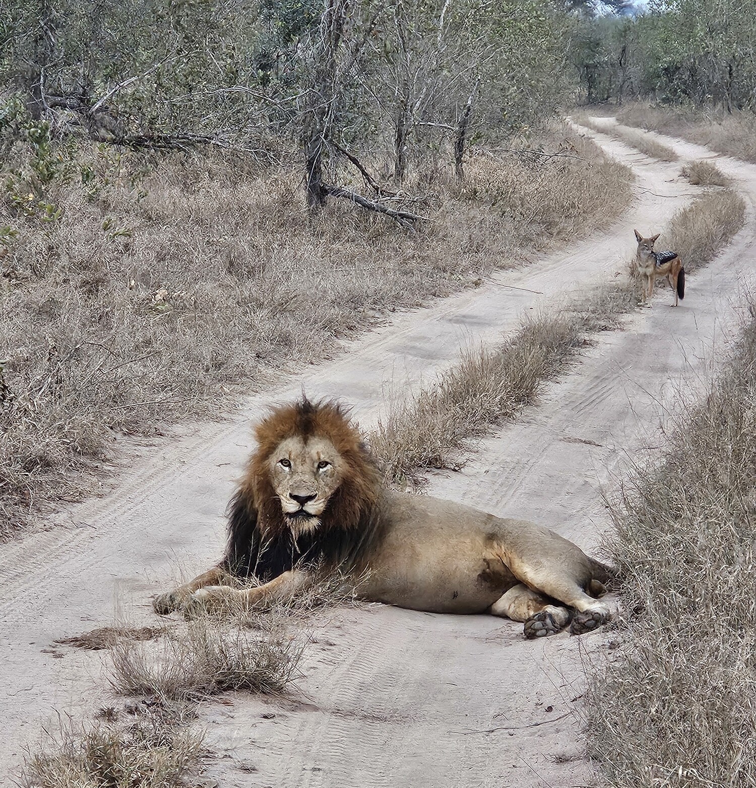 A very full African male lion lies on a dirt track. A jackal stands about 15m in the background on the same track.
